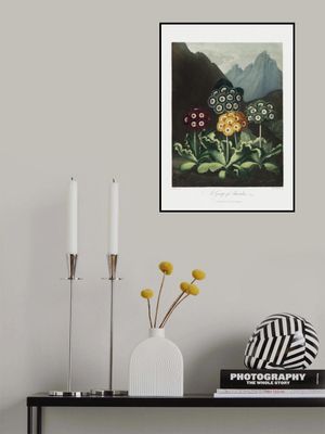 A Group of Auriculas from The Temple of Flora (1807)