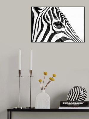 Zebra In Black & White