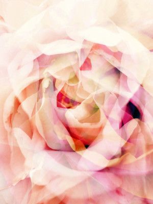 Dreamy Pink Rose