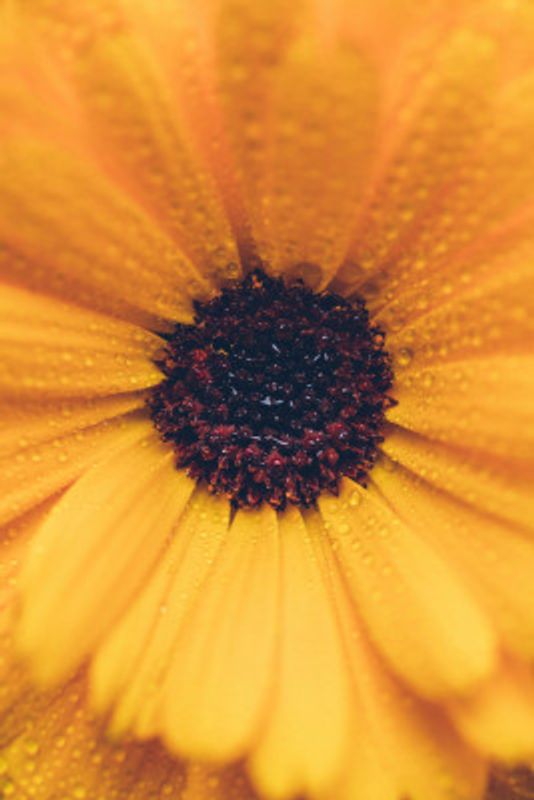 Summer Yellow  Flowers