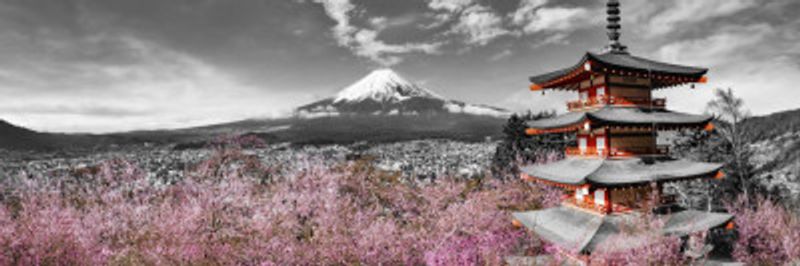 Idyllic panoramic view of Mount Fuji with Pagoda and Cherry Trees - colorkey