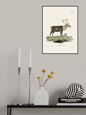 Reindeer By Johann Andreas Wagener and Johann Christian Daniel Von Schreber.