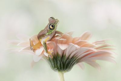 Lemur Frog on a Gerbera  Flower