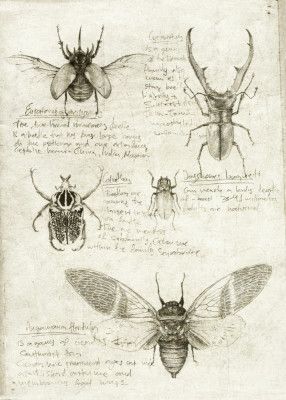 Sketches Of Beetles And Insects