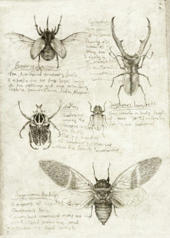 Sketches Of Beetles And Insects