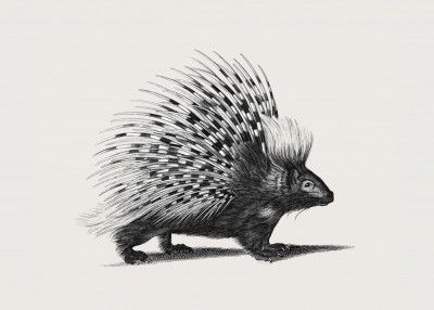 Illustration of Porcupine
