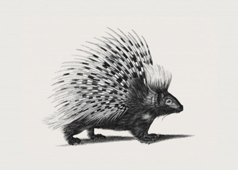 Illustration of Porcupine