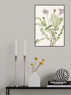 Alpine Milkvetch From North American Wildflowers (1925) By Mary Vaux Walcott