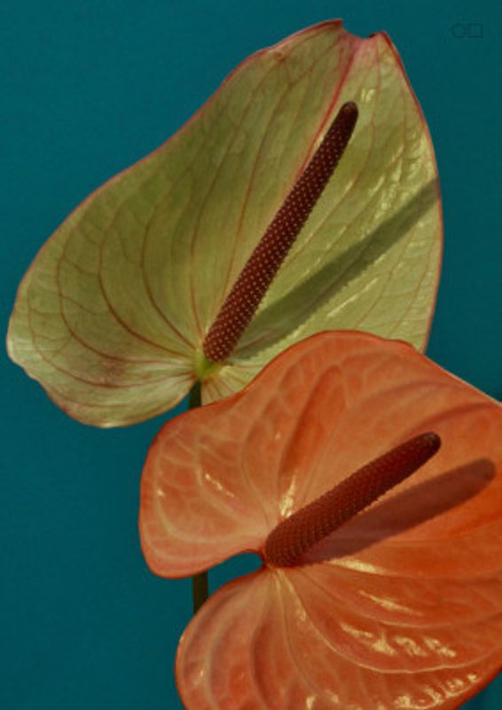 Anthurium Pop