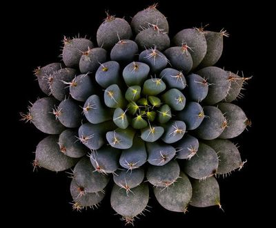 Echeveria setosa var. deminuta