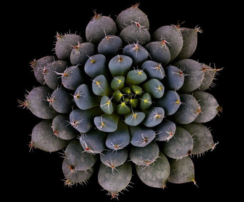 Echeveria setosa var. deminuta