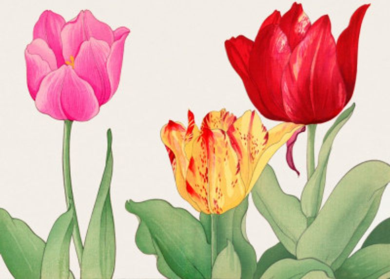 Tulips No.2