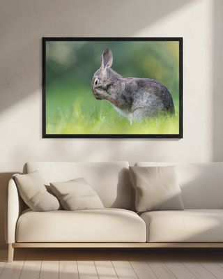 Little Hare