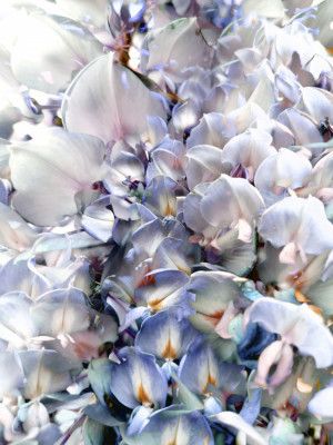 Pastel Petal Cascade