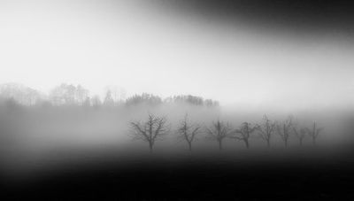 Eight trees in the mist