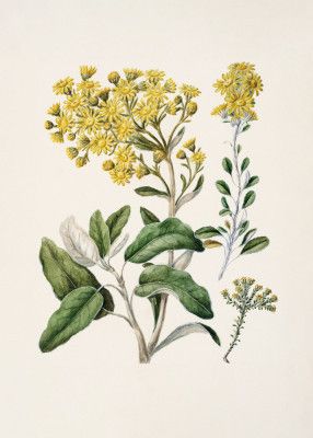Daisy   Brachyglottis Drawn By Sarah Featon (1848–1927)