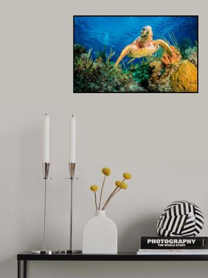 Hawksbill turtle swimming through Caribbean reef