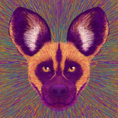 Animal Face   Wild Dog