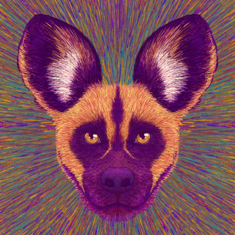 Animal Face   Wild Dog