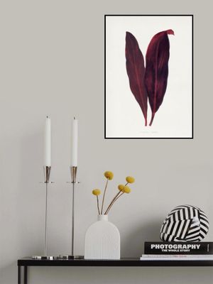 Pink Dracaena Ferrea Leaf Illustration