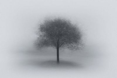 Tree in Fog