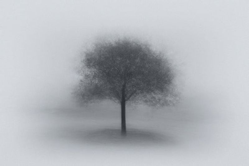 Tree in Fog