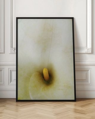 Creamy Calla Lily