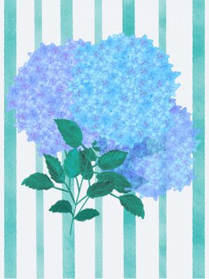 Blue Hydrangea