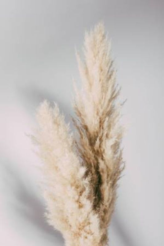 Pampas Grass Grey