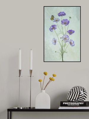 Elegant Cosmos Flowers