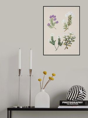 Veronica 4 Species Drawn By Sarah Featon (1848–1927)