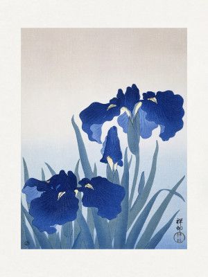 Iris Flowers