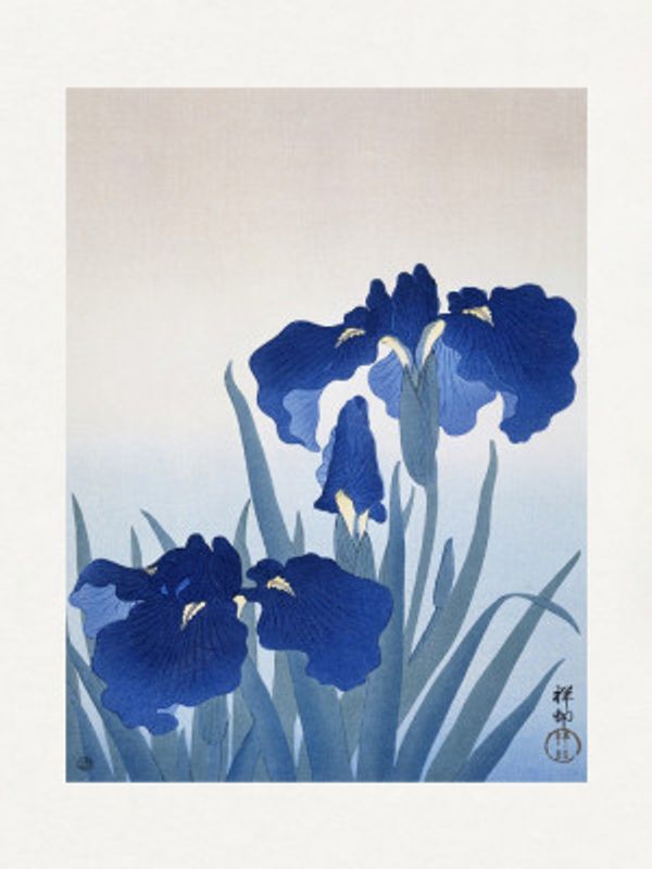 Iris Flowers