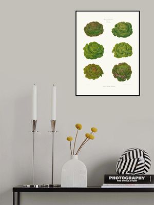 Lettuces – Cabbage Varieties From Album Benary (1876 1886) By Ernst Benary