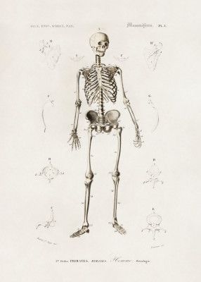 Human Skeleton