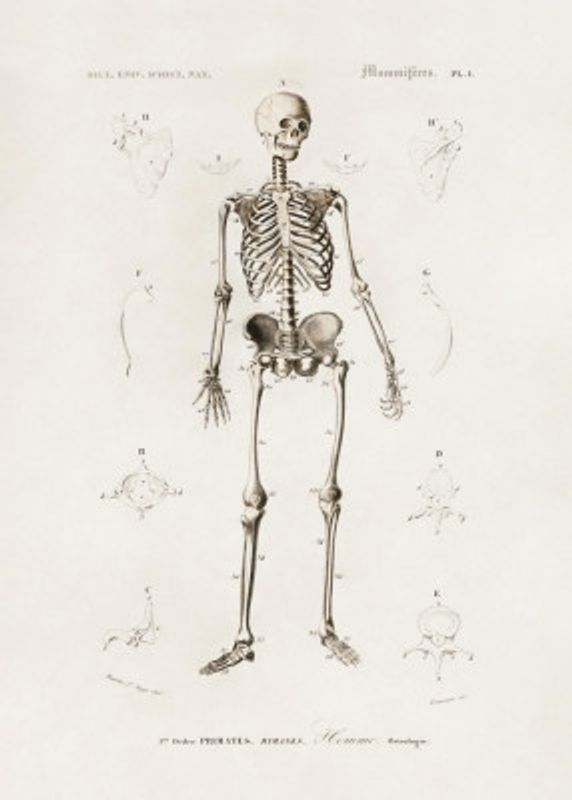 Human Skeleton