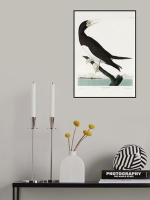 Booby Gannet From Birds of America (1827)