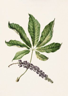 Antique Plant Drawn By Sarah Featon (1848–1927)