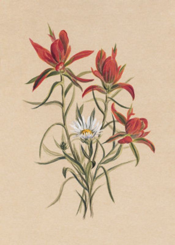Indian Paintbrush (1883)