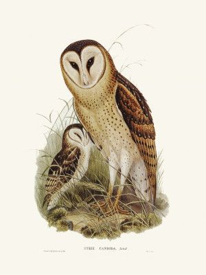 Grass Owl
