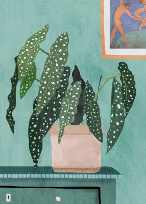 Plant with Delicate Leaves