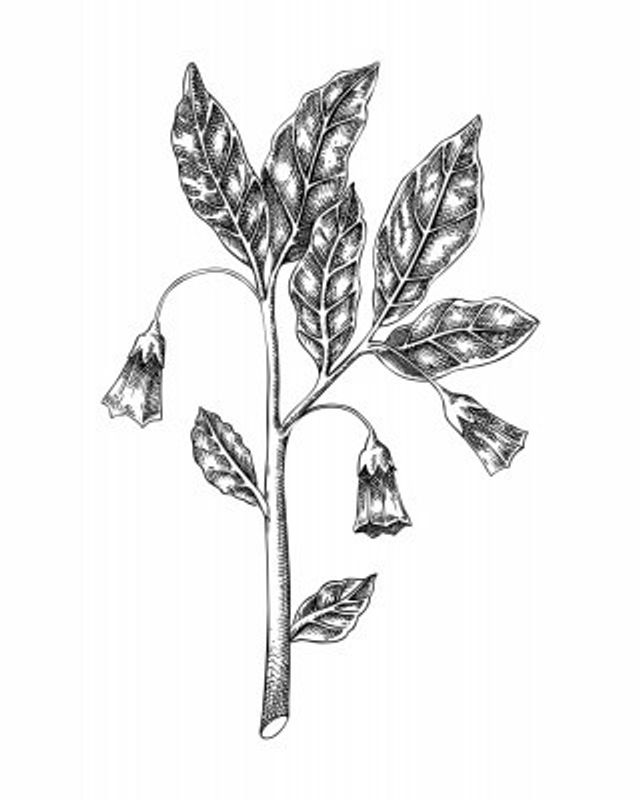 Henbane Bell (Scopolia carniolica)