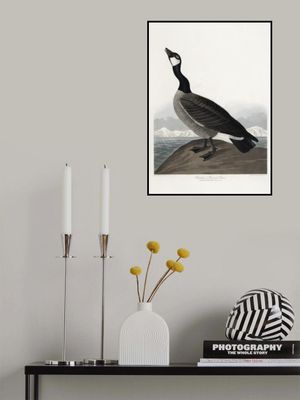 Hutchins's Barnacle Goose From Birds of America (1827)