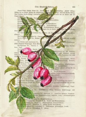Branch with rosehip berries watercolor Nature study