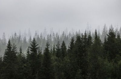 Mystical Forest Scene