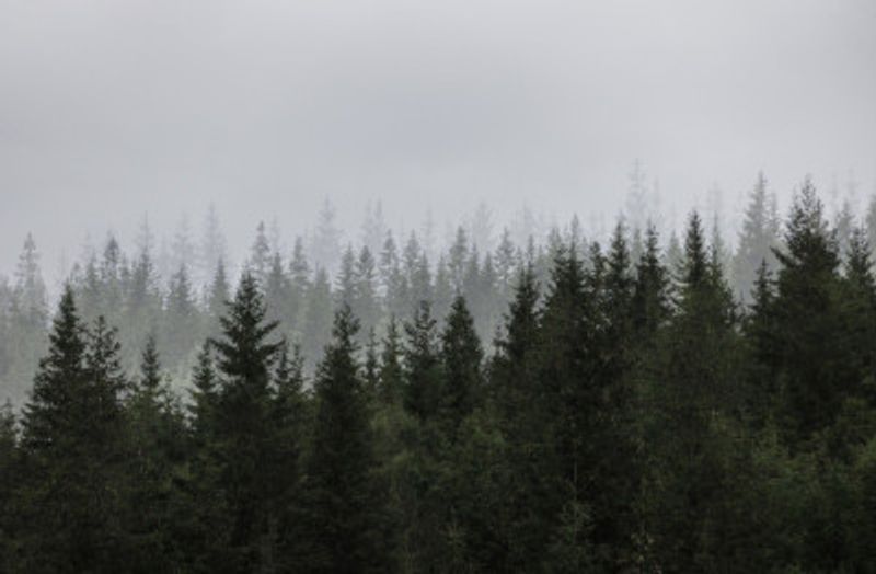 Mystical Forest Scene