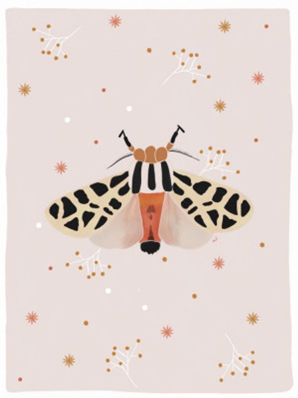 Mexican Tiger Moth