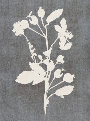 Botanical Illustration 6