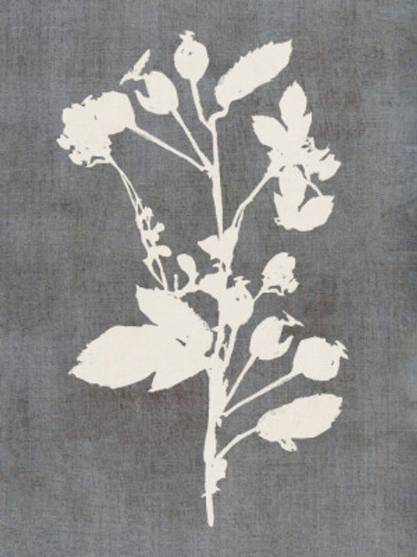 Botanical Illustration 6