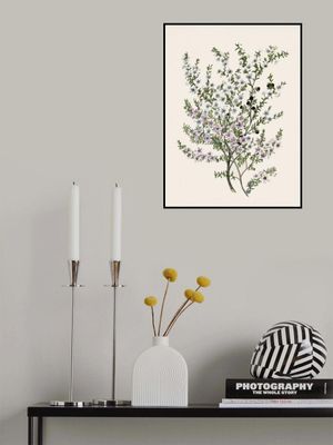 Manuk Drawn By Sarah Featon(1848   1927)